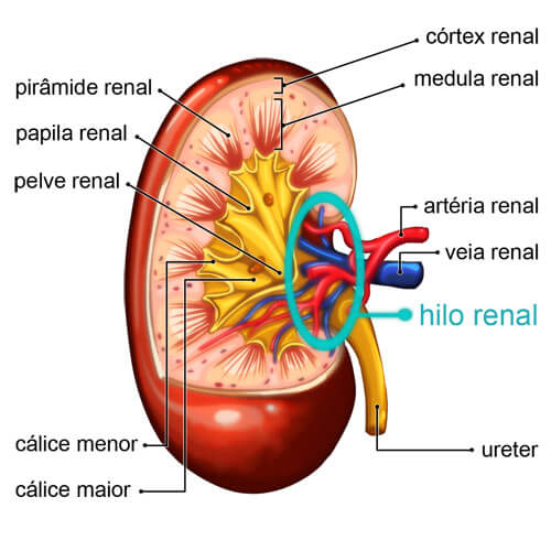 anatomia do rim